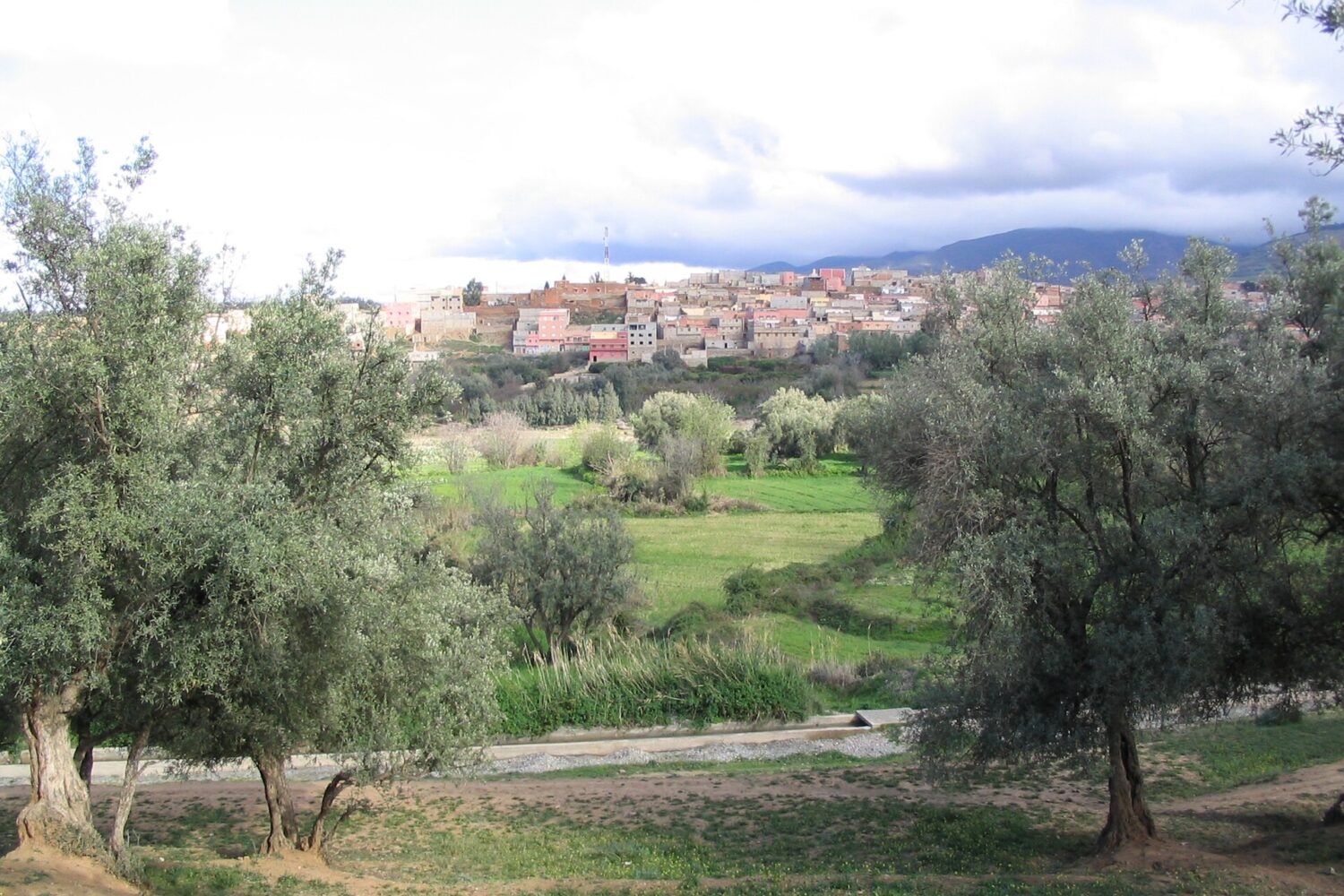 Oliveraies et montagnes près d’Amizmiz Oliveraies et montagnes près d'Amizmiz