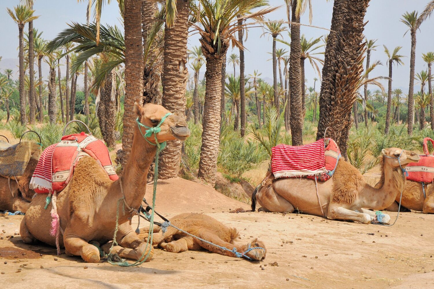 Balade à dromadaire dans la Palmeraie de Marrakech Balade à dromadaire dans la Palmeraie de Marrakech
