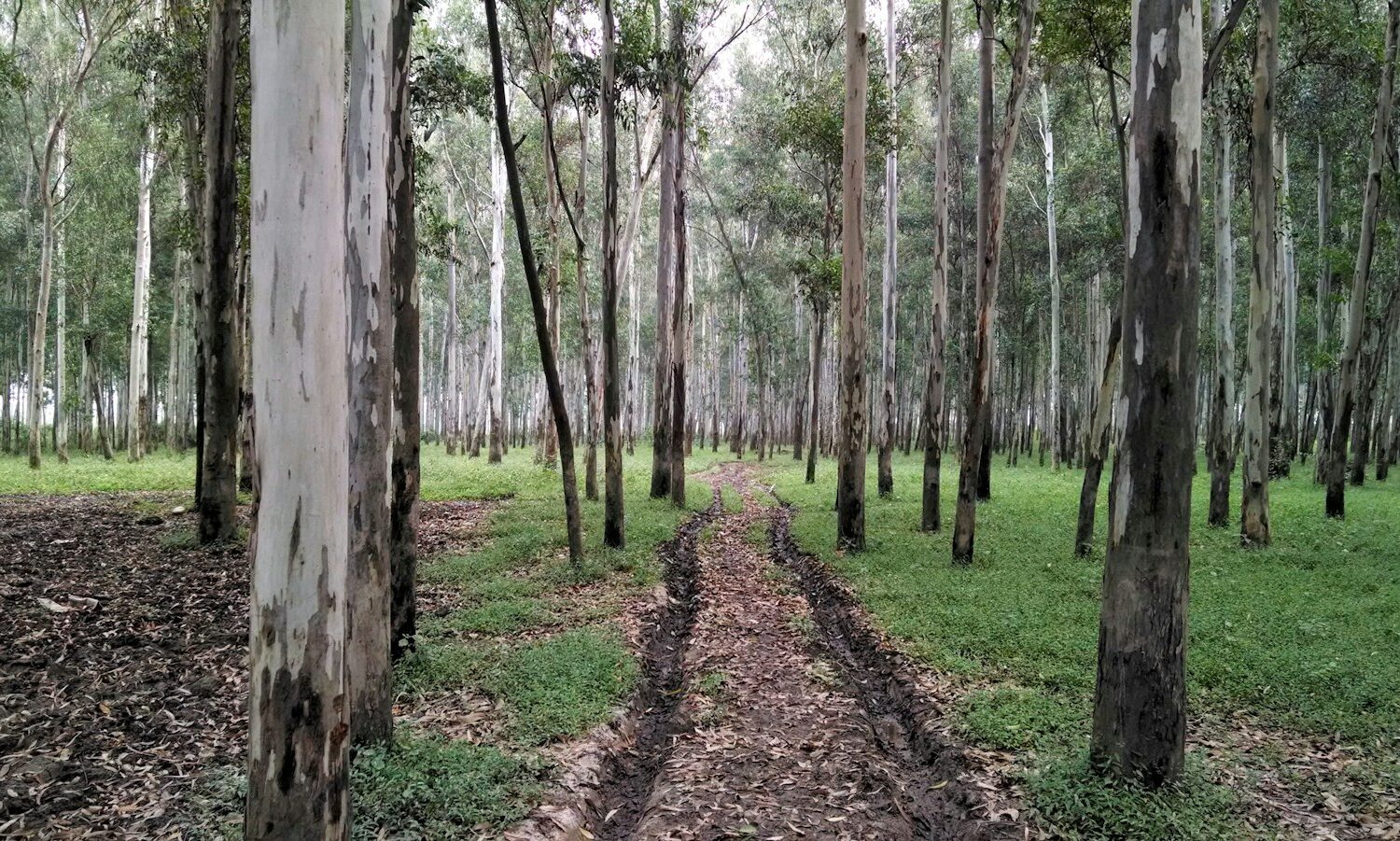 Piste en forêt près de Diabat Piste en forêt près de Diabat