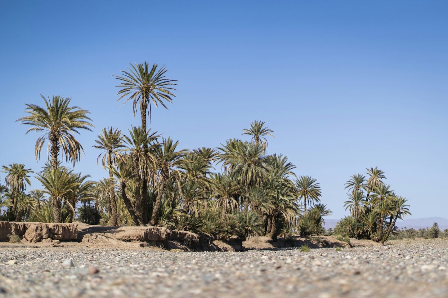Palmiers d’une oasis du sud marocain Palmiers d'une oasis du sud marocain