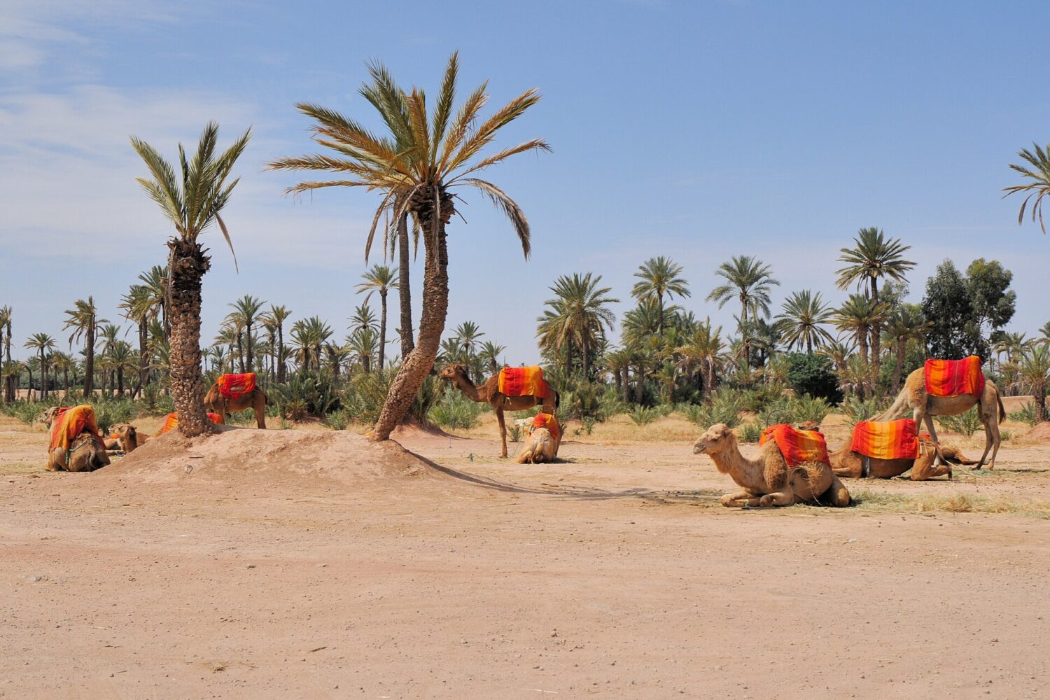 Dromadaires dans la Palmeraie de Marrakech Dromadaires dans la Palmeraie de Marrakech