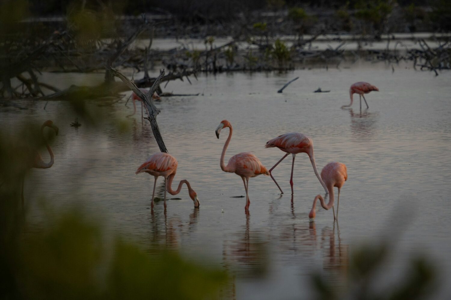 Flamants roses dans la baie de Dakhla Flamants roses dans la baie de Dakhla