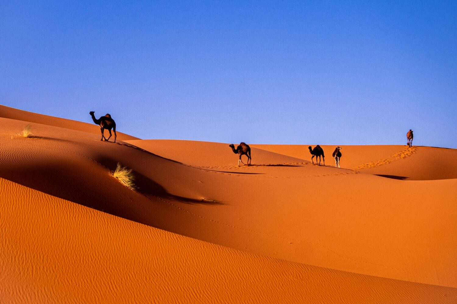 Dunes de l'Erg Chebbi à Merzouga