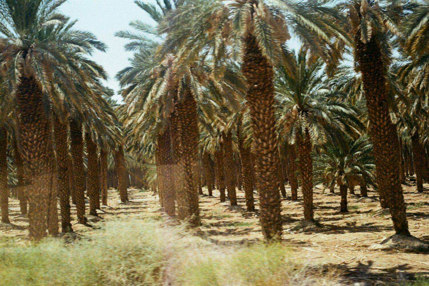 Palmeraie de la vallée du Drâa Palmeraie de la vallée du Drâa