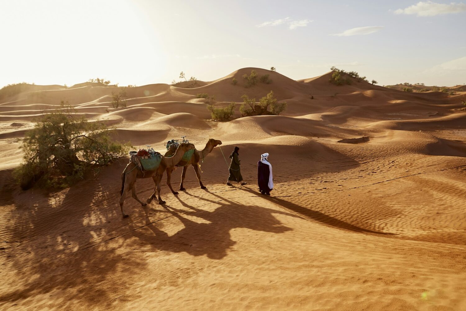Dunes et dromadaires aux portes du Sahara Dunes et dromadaires aux portes du Sahara