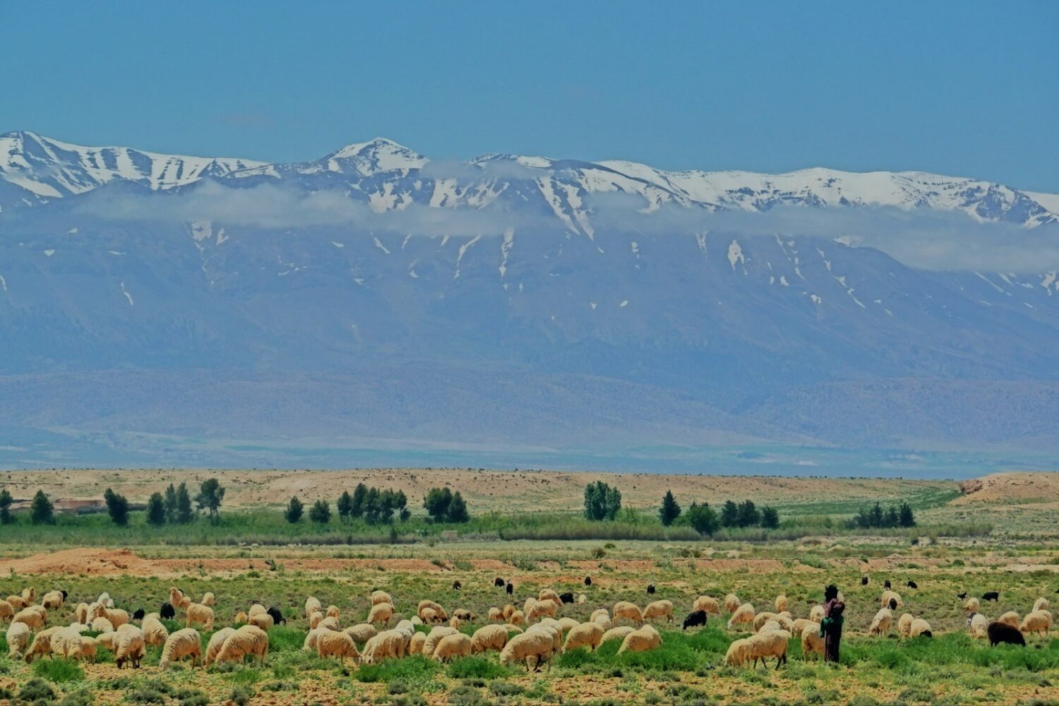 Troupeau de moutons au pied du Haut Atlas