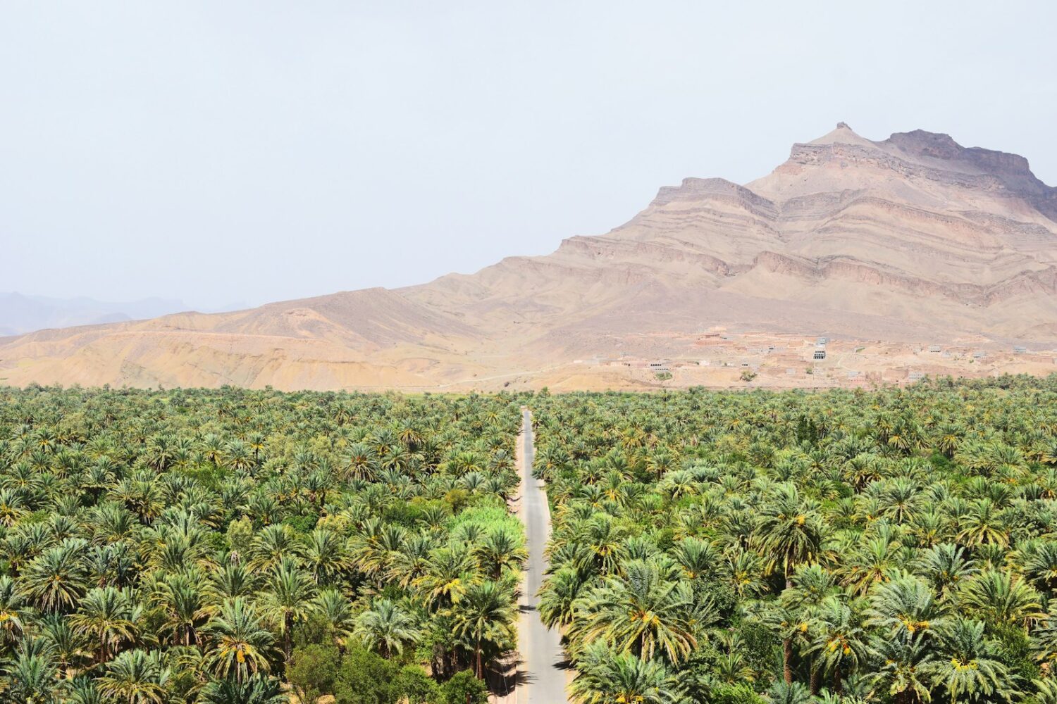 Route entre les palmiers d'une palmeraie du sud marocain